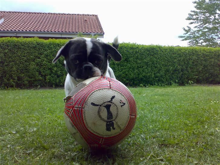 Blanding af racer Coco (21.05.07 - 01.05.19)  - min fodbold og jeg billede 10