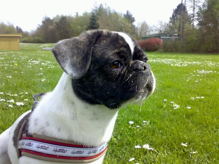 Blanding af racer Coco (21.05.07 - 01.05.19)  - uh jeg er over på sportspladsen sammen med min mor og Lise.. hihi jeg har lige gravet et stort hul.. skønt.. 01/05/08 billede 11