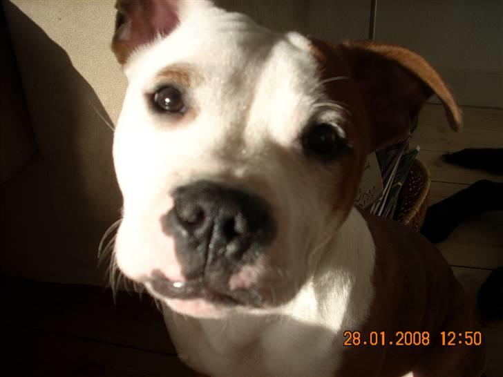 Staffordshire bull terrier Thor billede 1