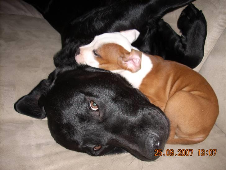 Staffordshire bull terrier Thor - Thor og Gilbert billede 2