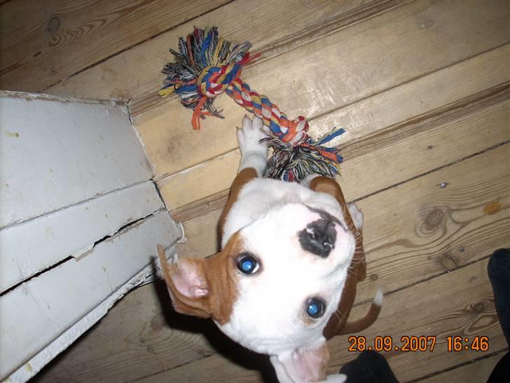 Staffordshire bull terrier Thor billede 3