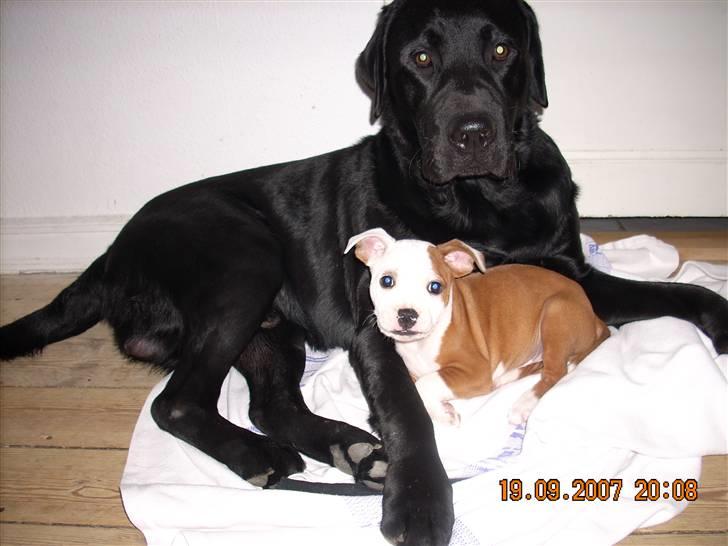 Staffordshire bull terrier Thor - Thor og Gilbert billede 4