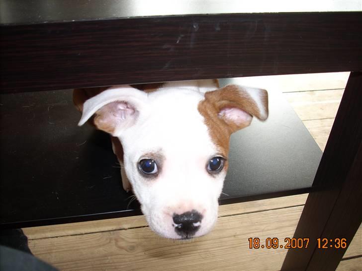 Staffordshire bull terrier Thor billede 5