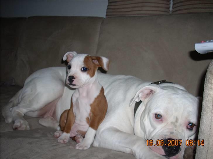 Staffordshire bull terrier Thor - Aisha og Thor billede 6