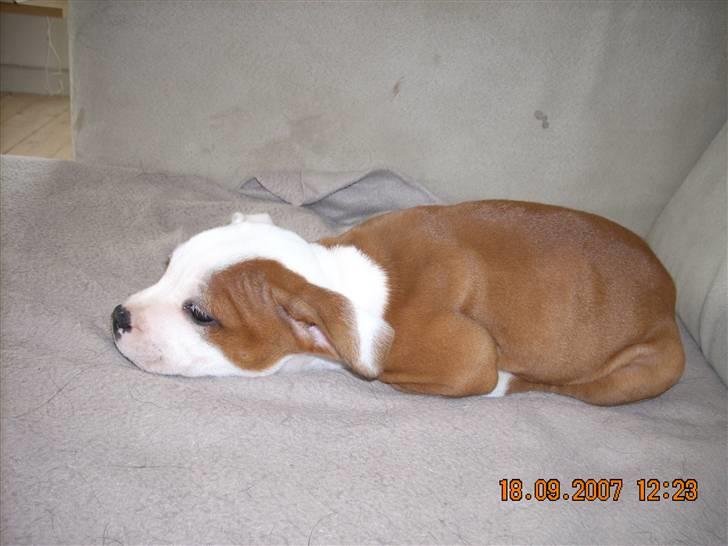 Staffordshire bull terrier Thor billede 7