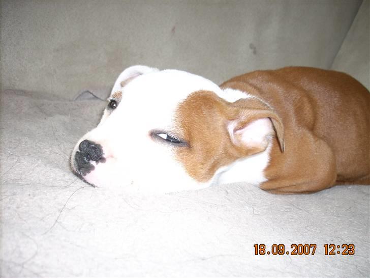 Staffordshire bull terrier Thor billede 8