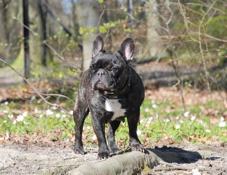 Fransk bulldog gizmo ( Død den 29/07-10) - Gizmo.. min smukke pige:-) billede 19