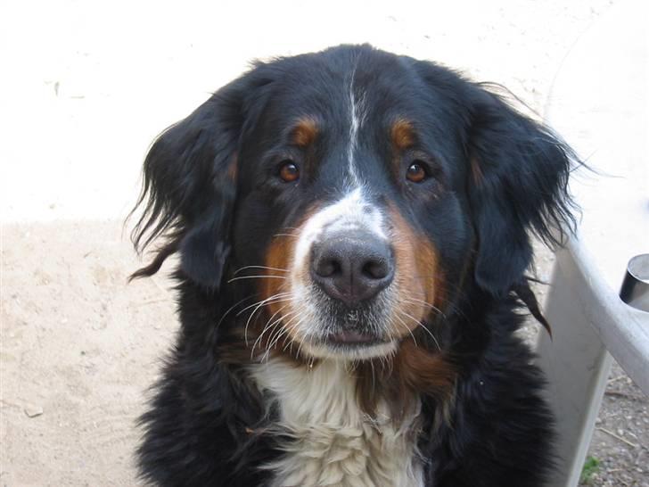 Berner sennenhund Bella billede 1
