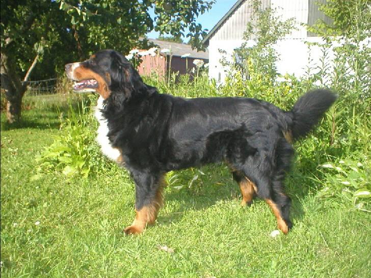 Berner sennenhund Bella billede 2