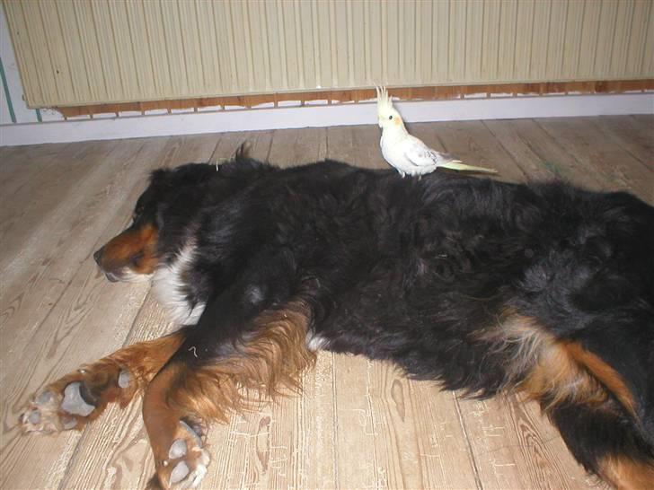 Berner sennenhund Bella billede 3