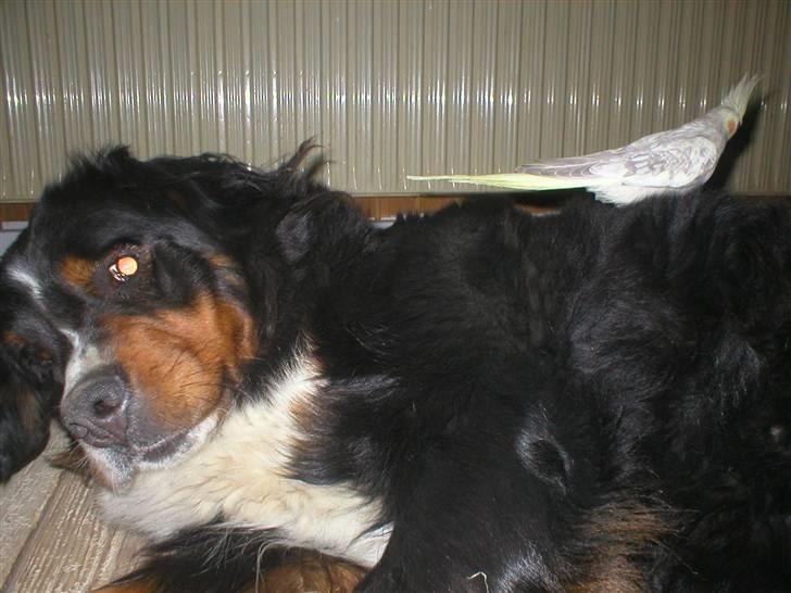 Berner sennenhund Bella billede 4