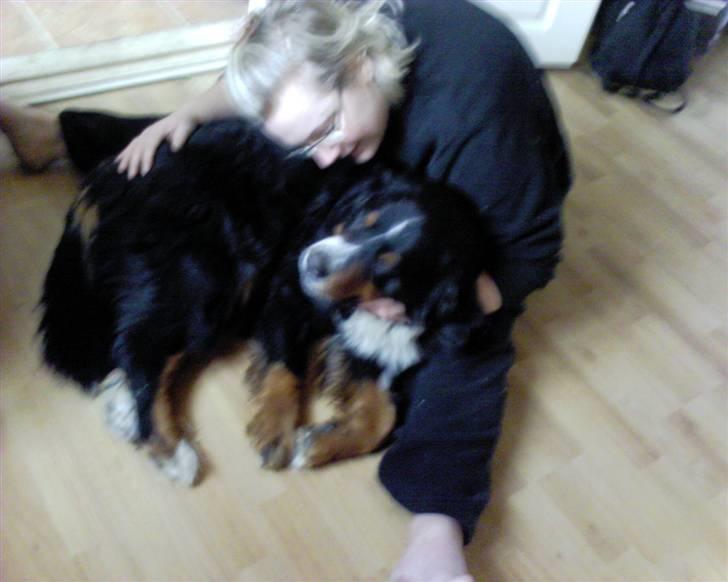 Berner sennenhund Bella billede 5