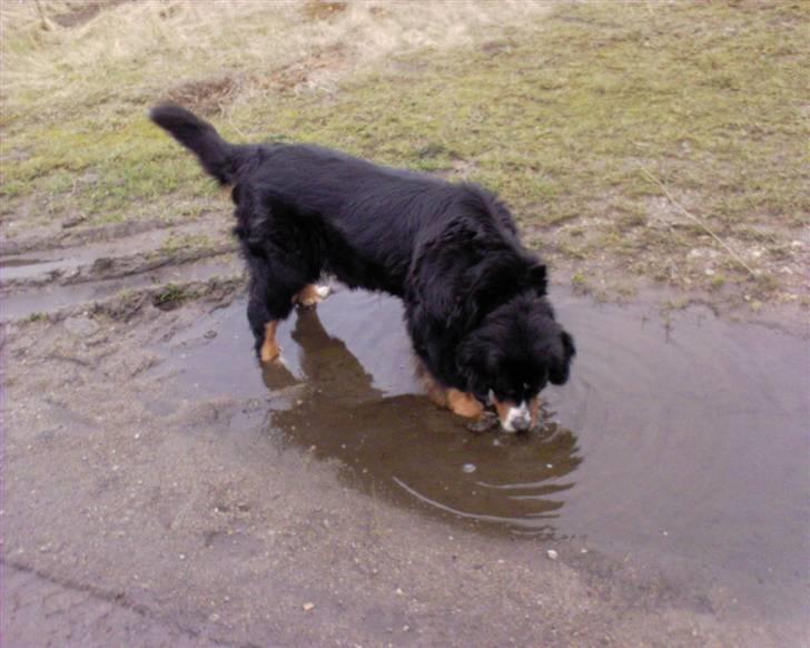 Berner sennenhund Bella billede 6