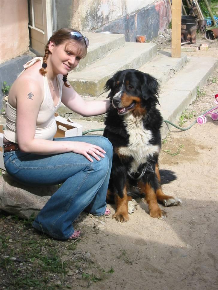 Berner sennenhund Bella billede 7