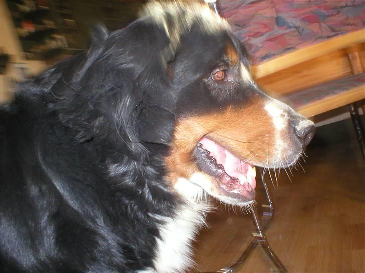 Berner sennenhund Bella billede 8