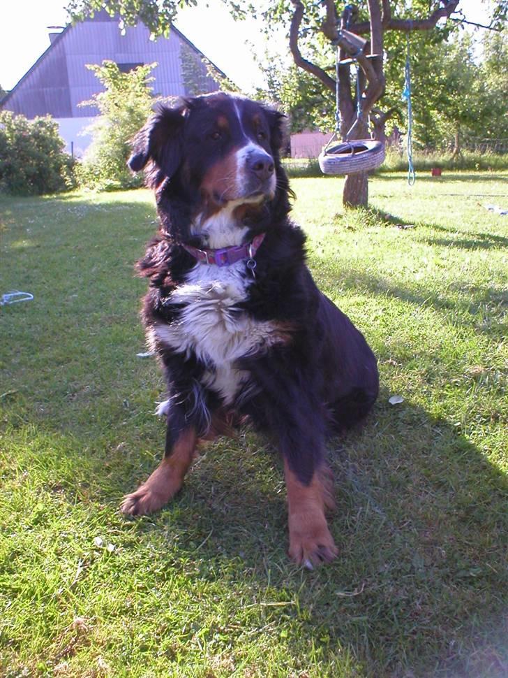 Berner sennenhund Bella billede 9