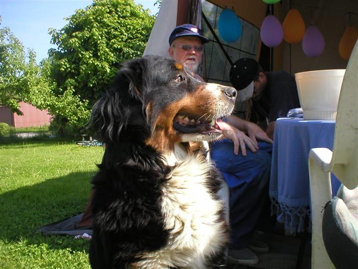 Berner sennenhund Bella billede 10