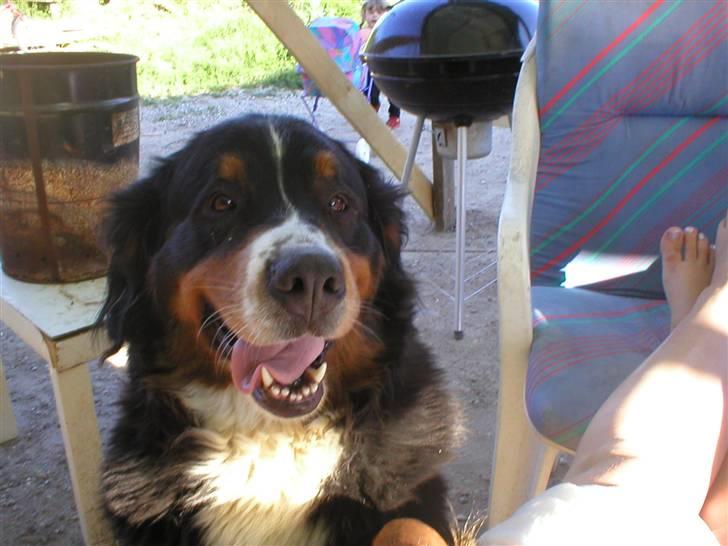 Berner sennenhund Bella billede 11