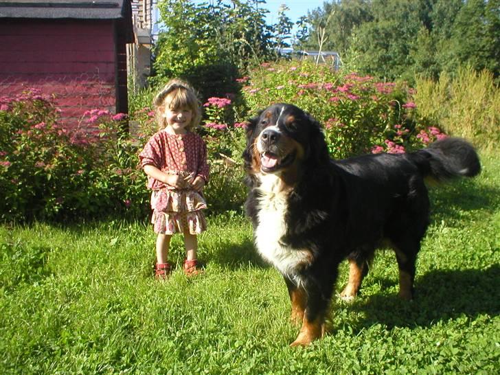 Berner sennenhund Bella billede 12