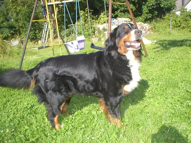 Berner sennenhund Bella billede 13