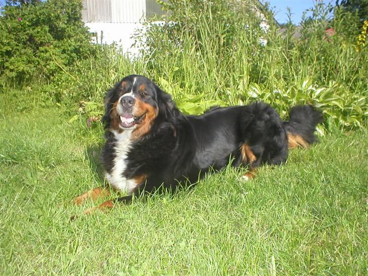 Berner sennenhund Bella billede 14