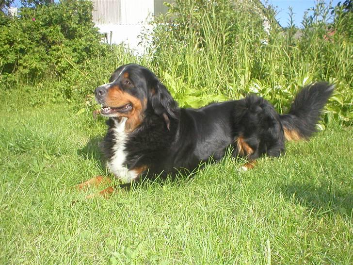 Berner sennenhund Bella billede 15