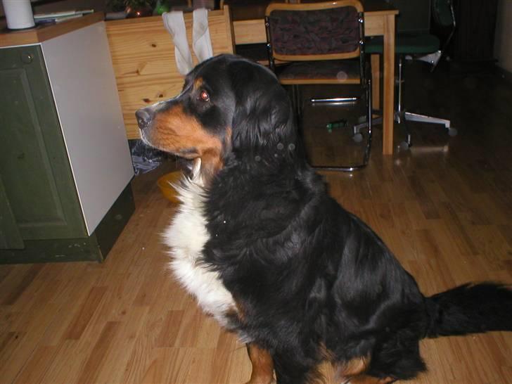 Berner sennenhund Bella billede 16
