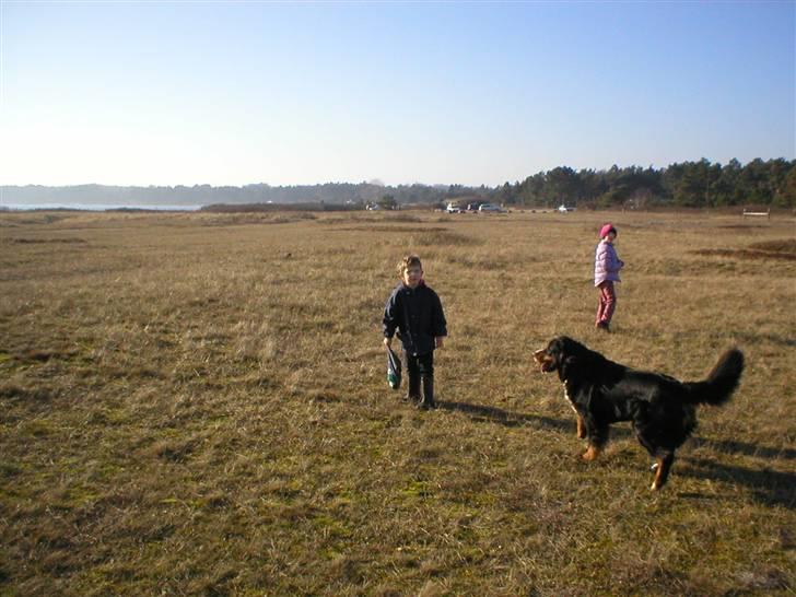 Berner sennenhund Bella billede 17