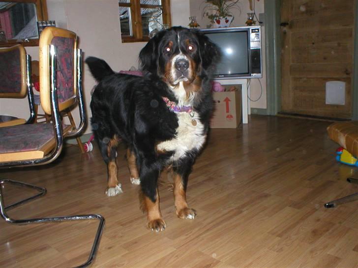 Berner sennenhund Bella billede 18