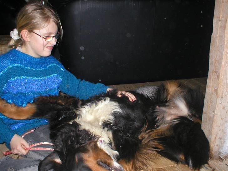 Berner sennenhund Bella billede 19