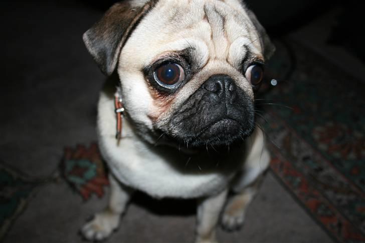 Mops - Charlie <3 (RIP).. billede 1