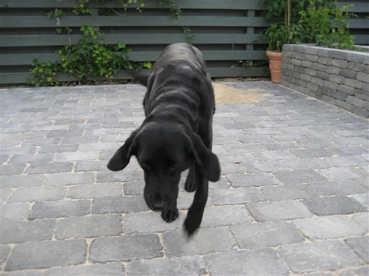 Labrador retriever Freja - Miin dejlige smukke hund!:) Freeja! billede 1