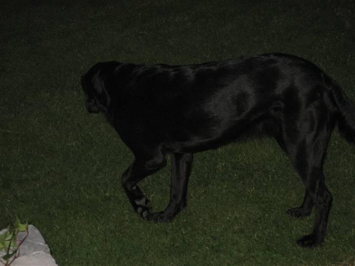 Labrador retriever Freja - Her skal hun simpelthen til at finde sit dejlige(Slappee af sted?) billede 2