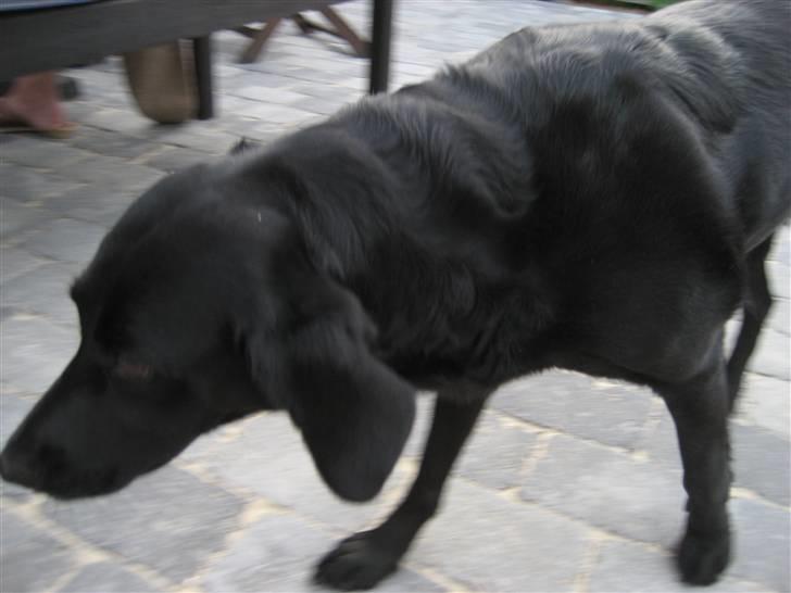 Labrador retriever Freja billede 3