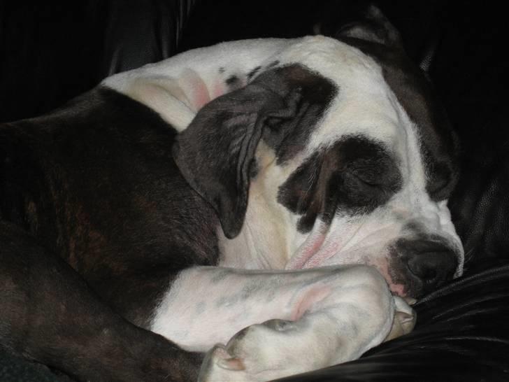 Blanding af racer Tulle død billede 18