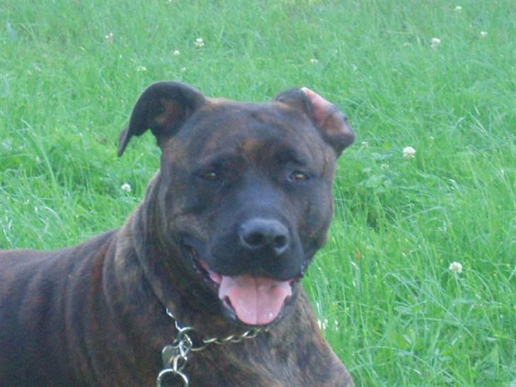 Amerikansk staffordshire terrier Shiva - Shiva - nu som bondegårdsvaps billede 1