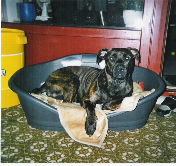 Amerikansk staffordshire terrier Shiva billede 2