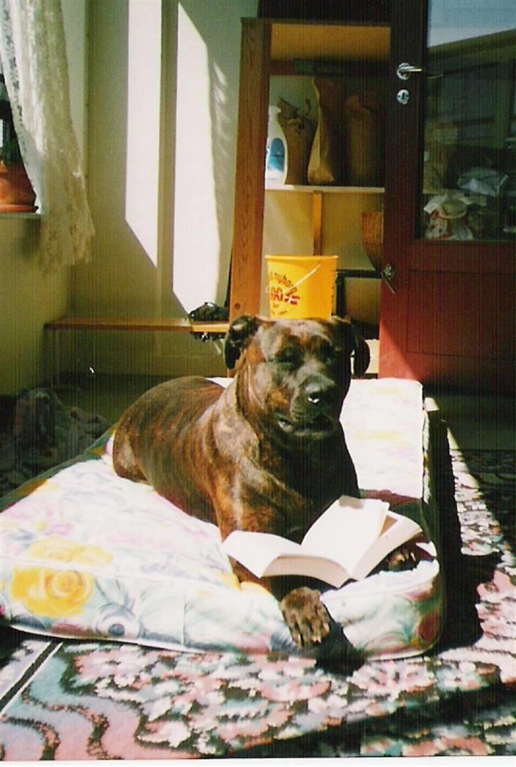 Amerikansk staffordshire terrier Shiva - Shiva hygger sig med en roman i eftermiddagssolen ;o) billede 3