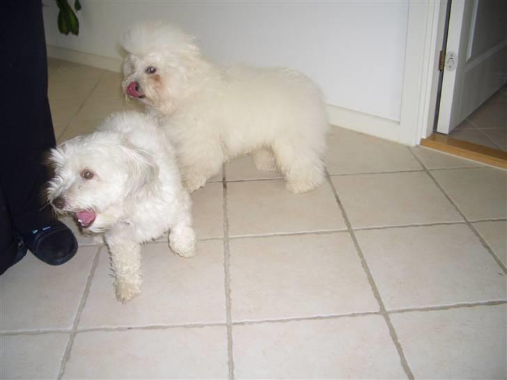 Coton de tulear Oscar billede 18
