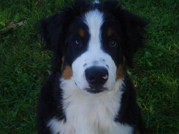 Berner sennenhund Samson - SAMSON billede 1