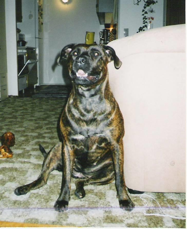 Amerikansk staffordshire terrier Shiva - Kage??? billede 4