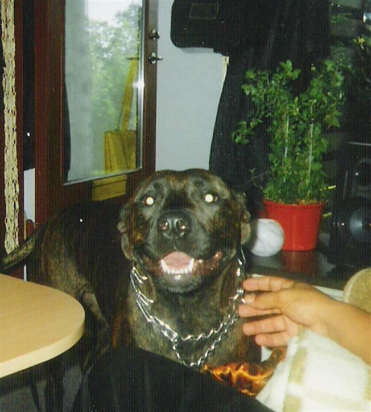 Amerikansk staffordshire terrier Shiva billede 5