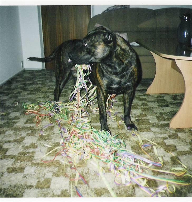 Amerikansk staffordshire terrier Shiva - Nytårshund! billede 6