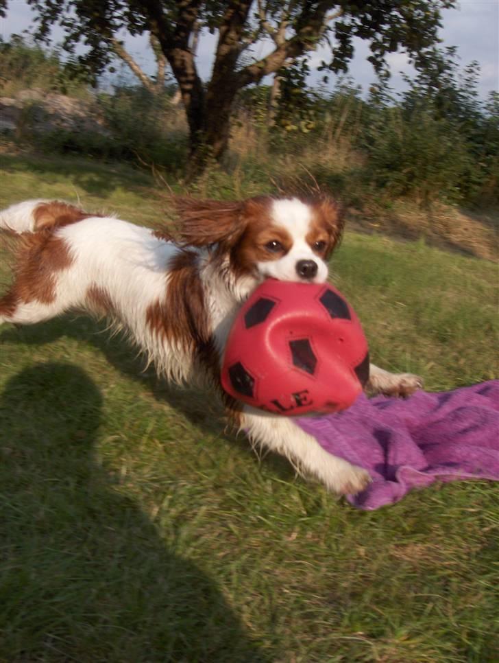 Cavalier king charles spaniel magnus - lige været i vandet, så er helt oppe at kører:D billede 1