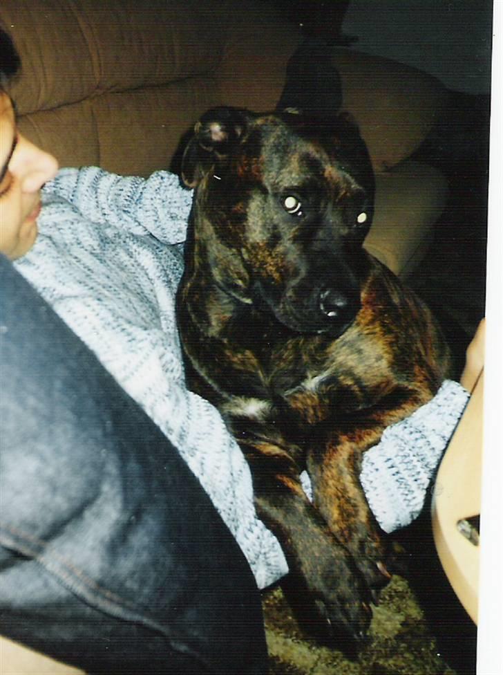 Amerikansk staffordshire terrier Shiva - En bly og genert viol billede 7