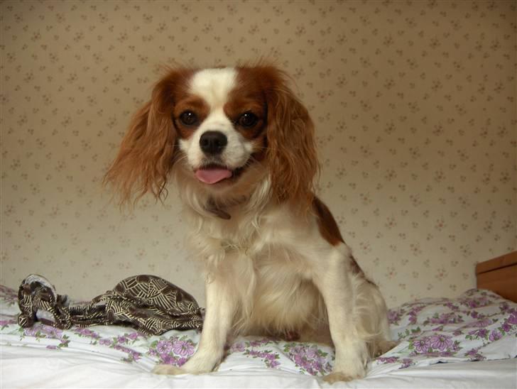 Cavalier king charles spaniel magnus billede 2
