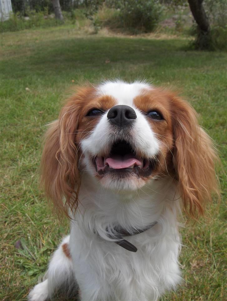 Cavalier king charles spaniel magnus billede 3