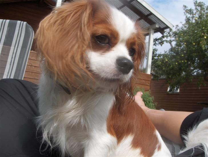 Cavalier king charles spaniel magnus billede 4