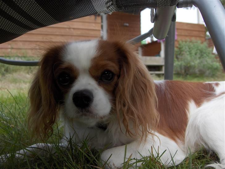 Cavalier king charles spaniel magnus billede 5
