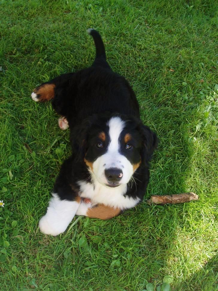 Berner sennenhund Samson - Rør min pind og du er færdig! billede 2